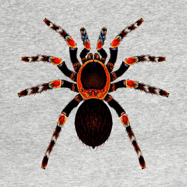 Funky Tarantula Spider by crunchysqueak